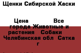 Щенки Сибирской Хаски › Цена ­ 20 000 - Все города Животные и растения » Собаки   . Челябинская обл.,Сатка г.